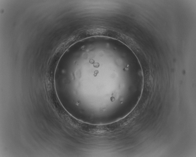 X0000078290743200611101108