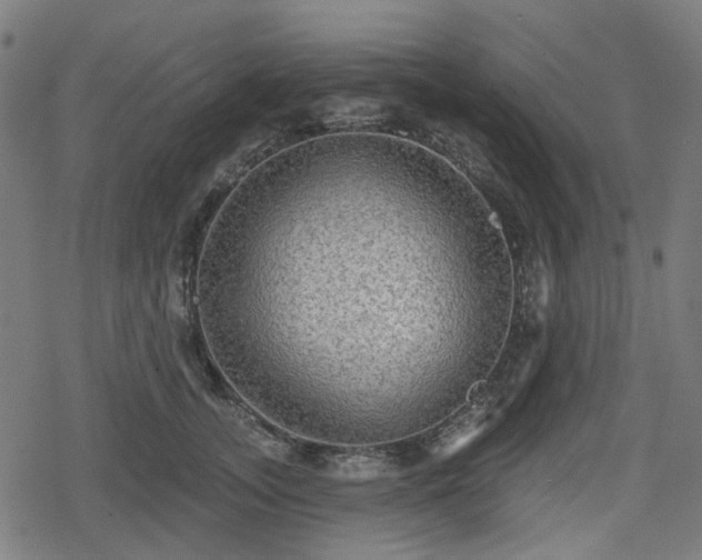 X0000078290755200611101108