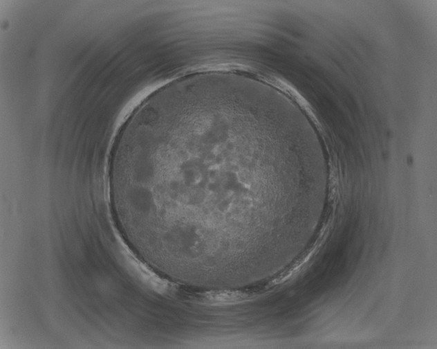 X0000078290795200611101107