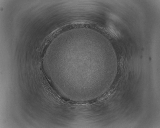 X0000078290821200611101106