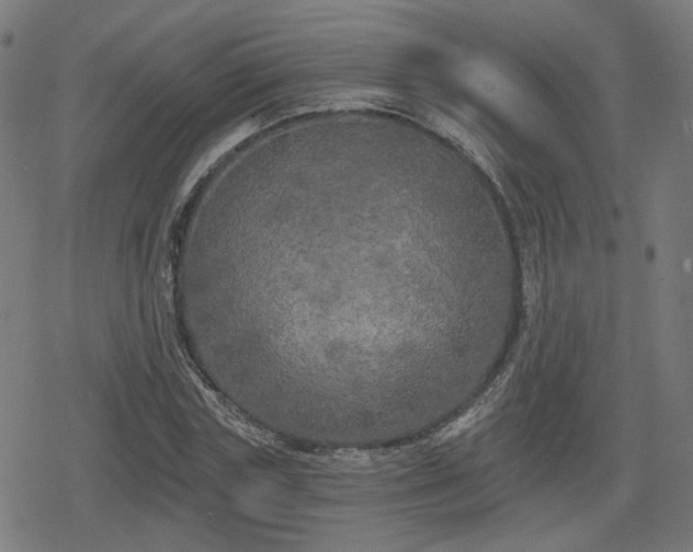 X0000078290827200611101106