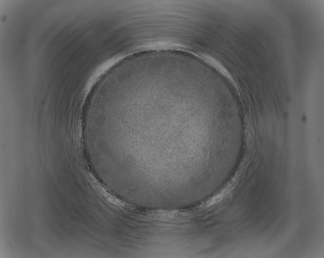 X0000078290831200611101106