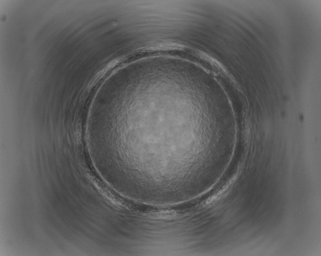 X0000078290833200611101106