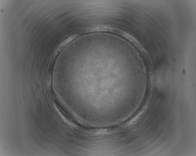 X0000078290841200611101106