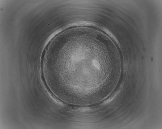 X0000078290845200611101106