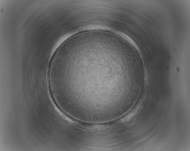 X0000078290847200611101106