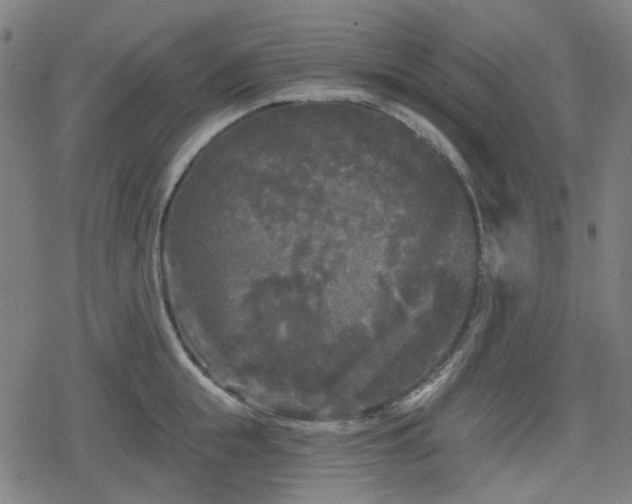 X0000078290855200611101106