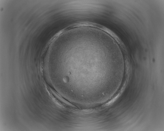 X0000078290857200611101106