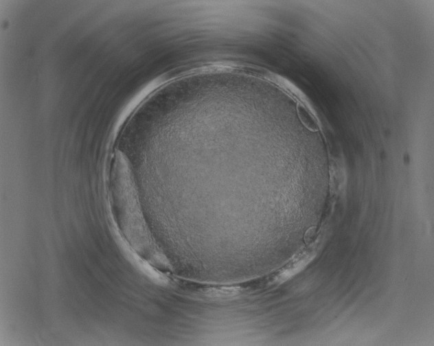 X0000078290859200611101106