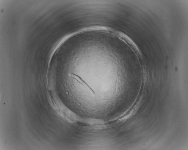 X0000078290860200611101106