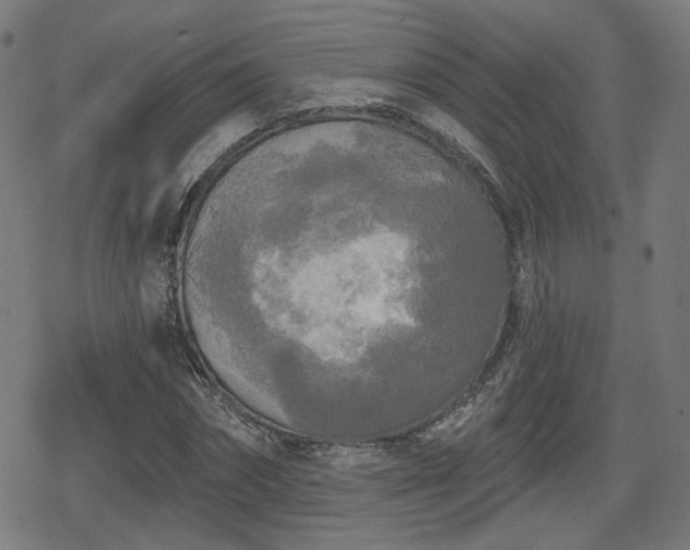 X0000078290874200611101106