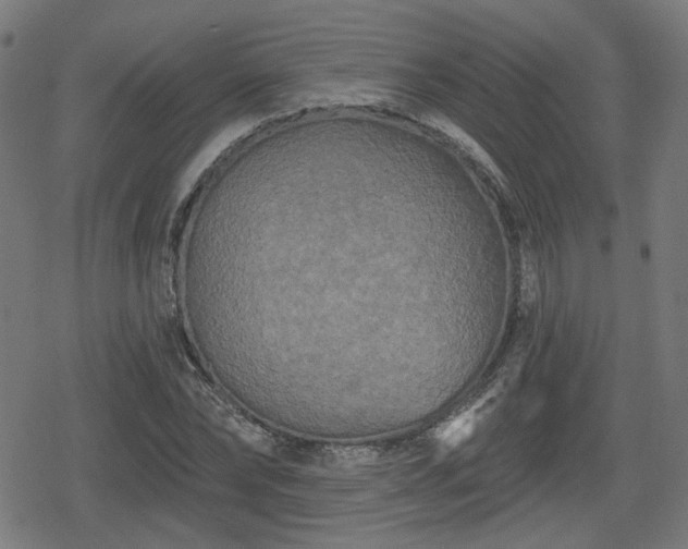 X0000078290878200611101106