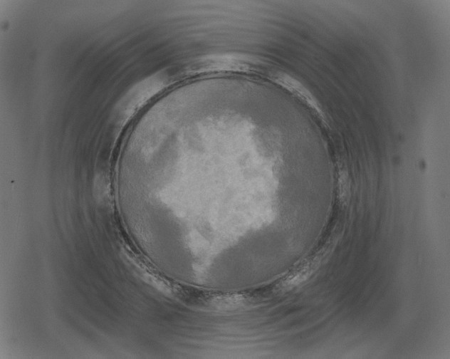 X0000078290882200611101105