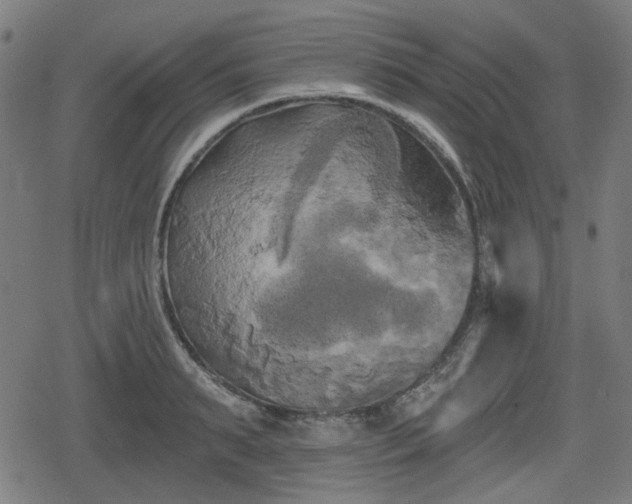 X0000078290895200611101105