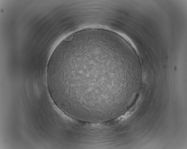 X0000078290903200611101105