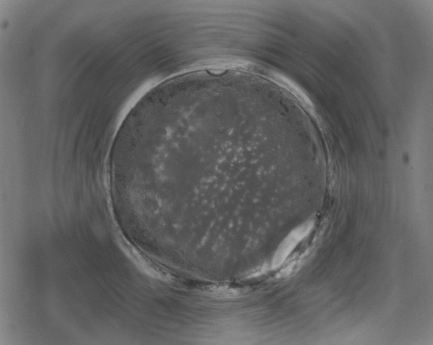 X0000078290907200611101105