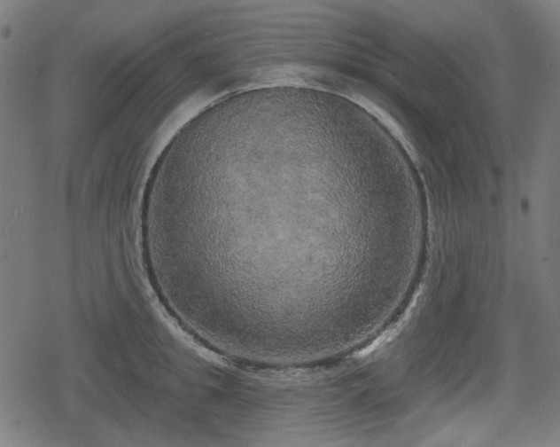 X0000078290949200611101105