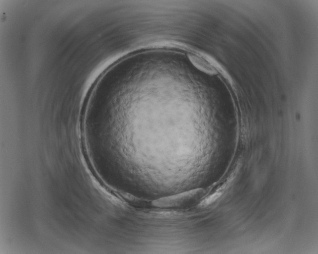 X0000078290951200611101105