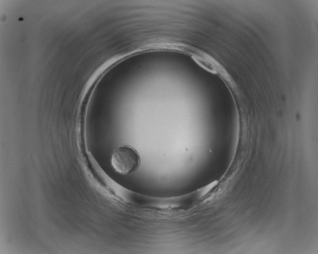 X0000078290955200611101105