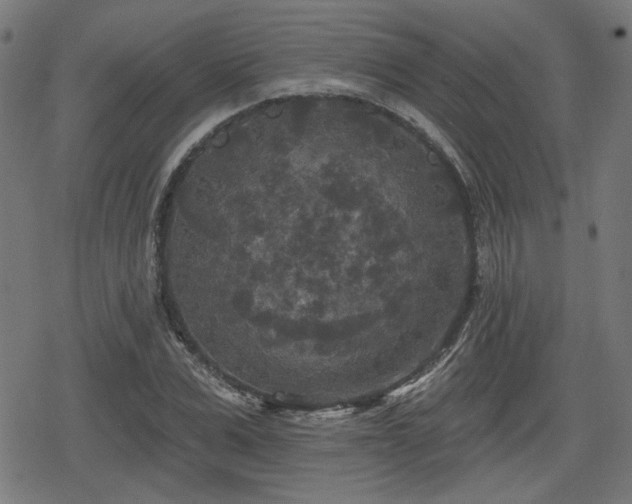 X0000078290975200611101104