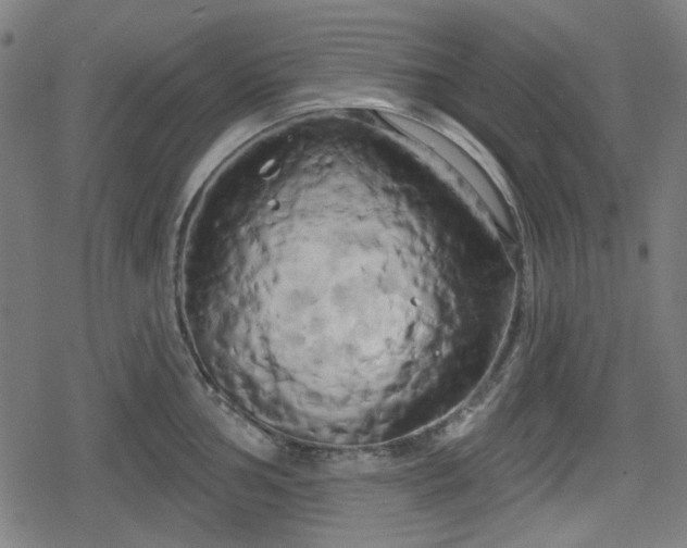 X0000078291002200611101103