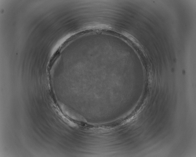 X0000078291022200611101103