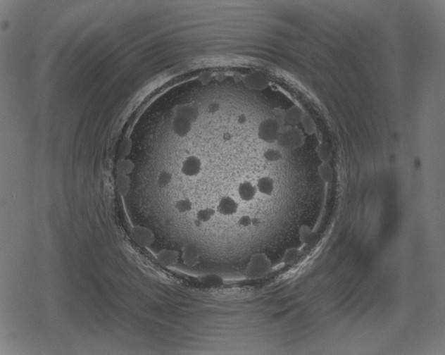 X0000078291025200611101103