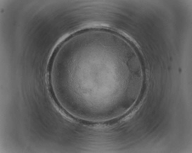 X0000078291029200611101103