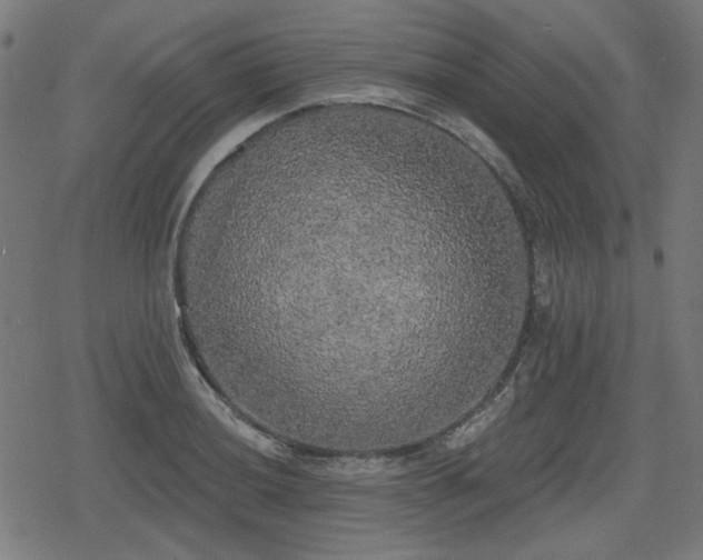 X0000078291036200611101103