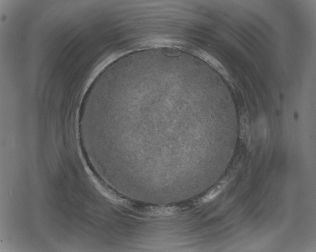 X0000078291039200611101103