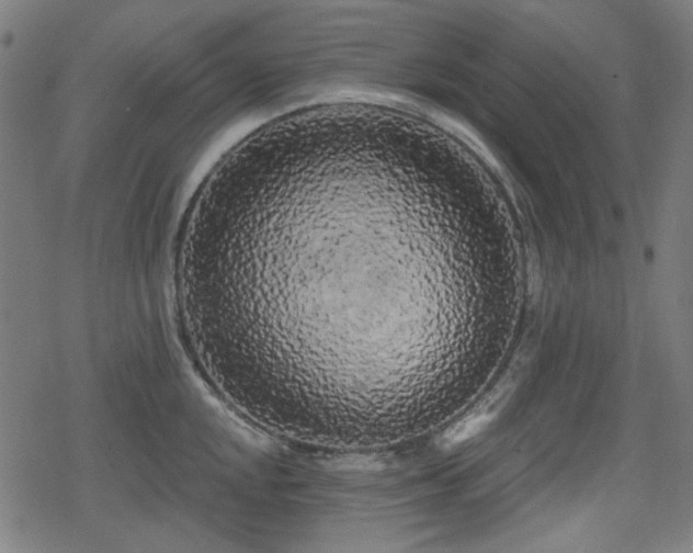 X0000078291048200611101103