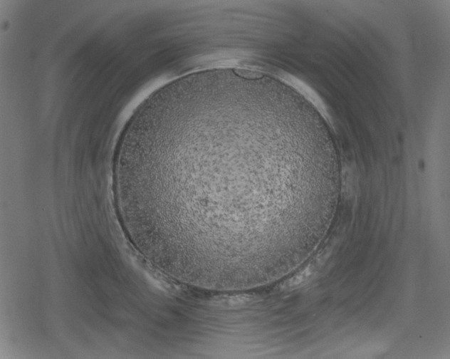 X0000078291051200611101103