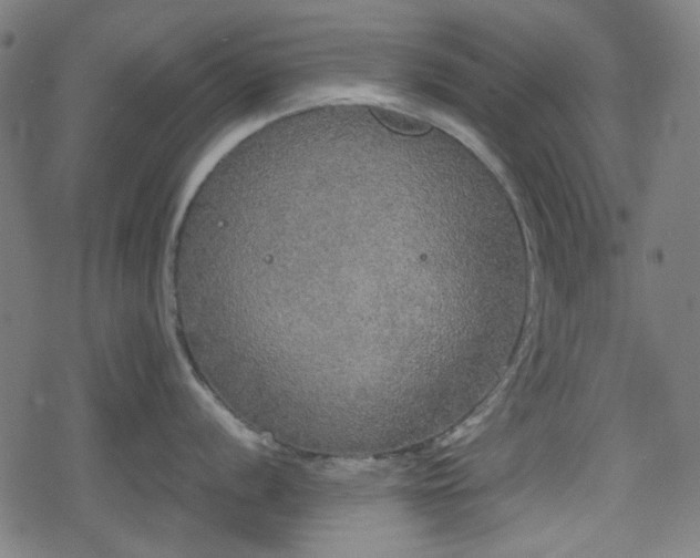 X0000078291056200611101103