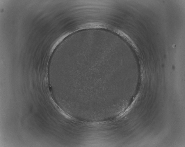 X0000078291081200611101102