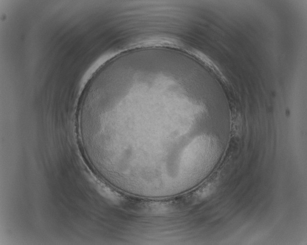 X0000078291086200611101102