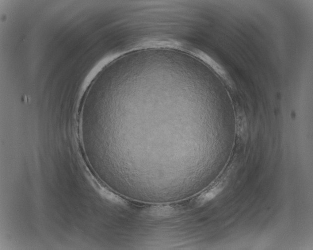 X0000078291094200611101102