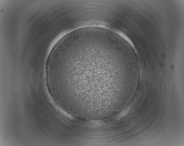 X0000078291096200611101102