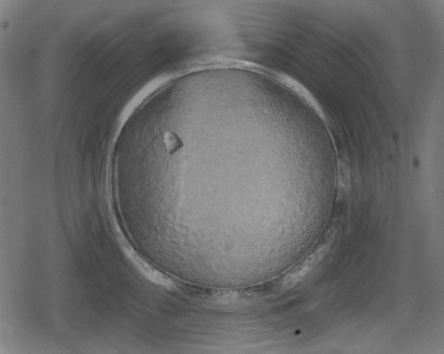 X0000078291098200611101102