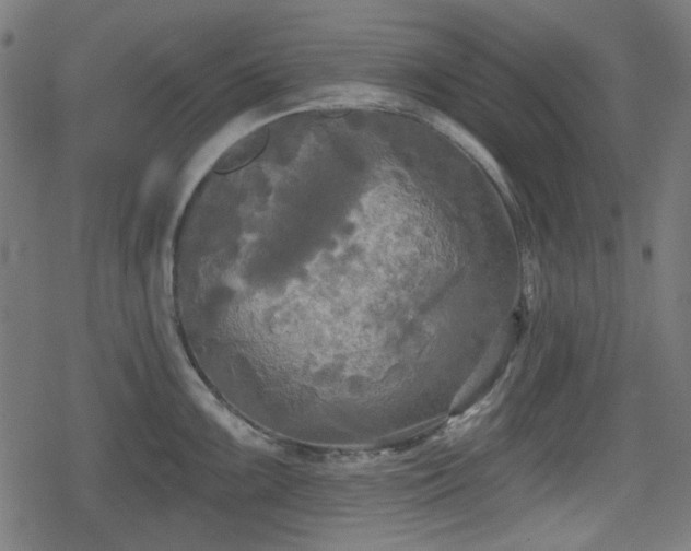 X0000078291099200611101102