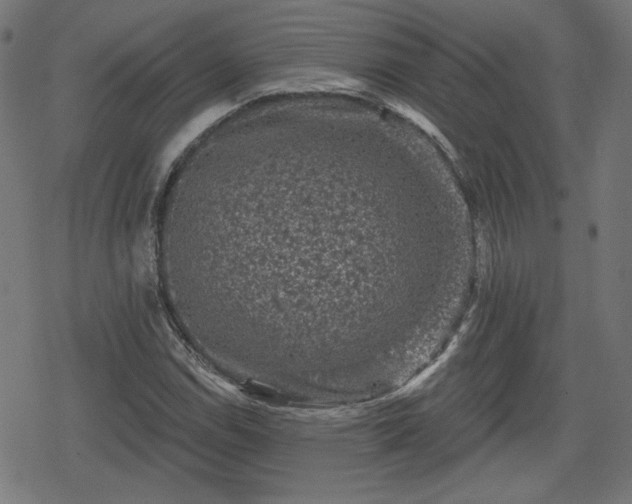 X0000078291114200611101101