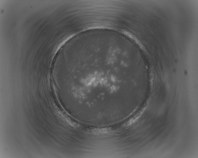 X0000078291121200611101101