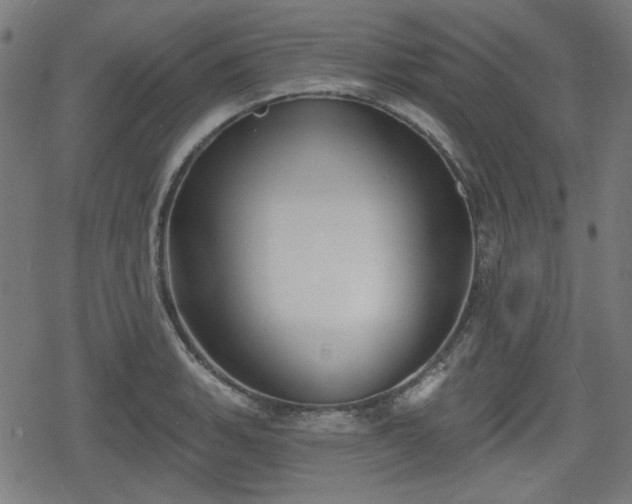 X0000078291135200611101102