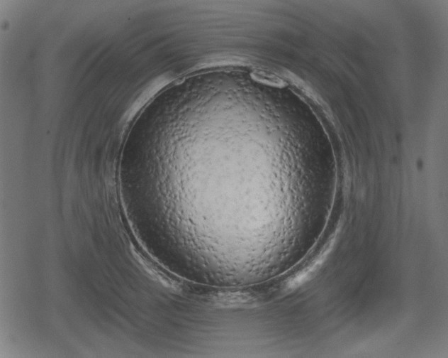 X0000078291137200611101102