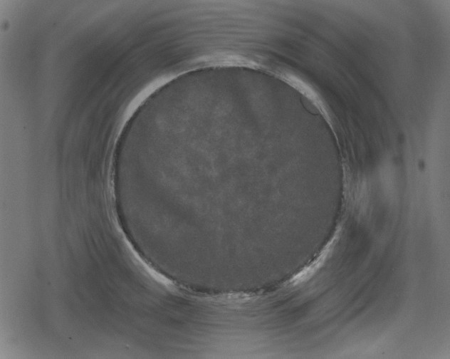 X0000078291141200611101102