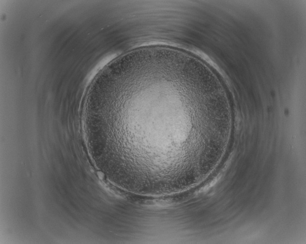 X0000078291145200611101102