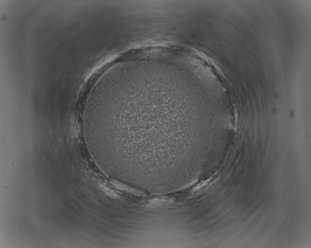 X0000078291160200611101101