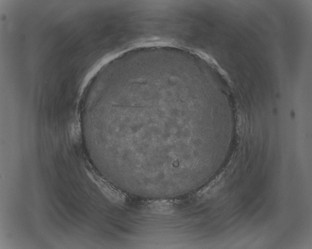 X0000078291167200611101101