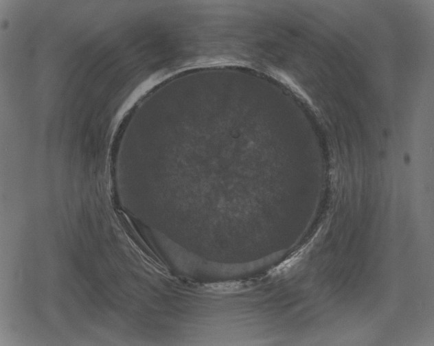 X0000078291173200611101101