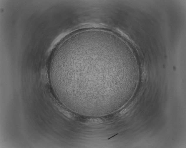 X0000078291215200611101100