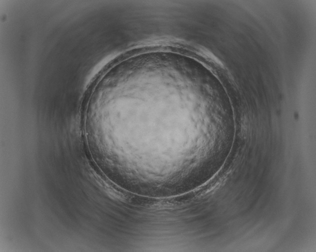 X0000078291216200611101100